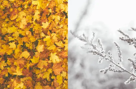 Saison automne hiver